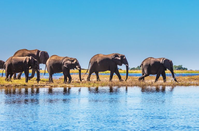 content-okavango-delta-elephants